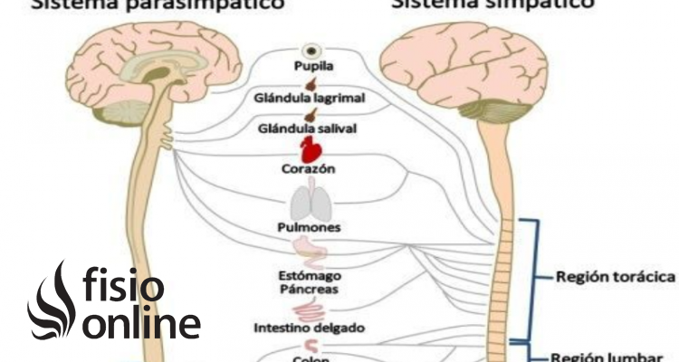 "Sistema nervioso y reproductivo" Karen Fernanda Gutiérrez Tapia.