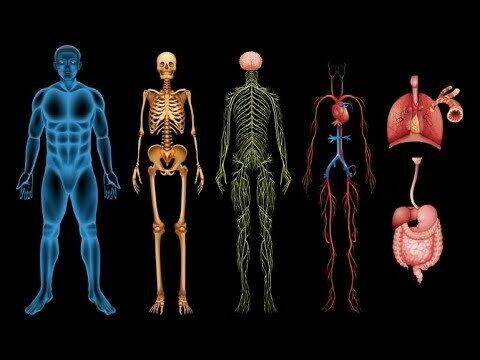 La relación entre los sistemas nervioso y reproductivo