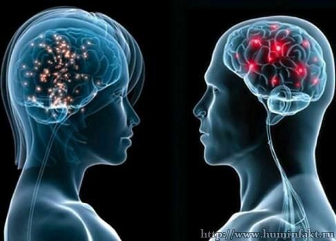 La relación entre los sistemas nervioso y reproductivo