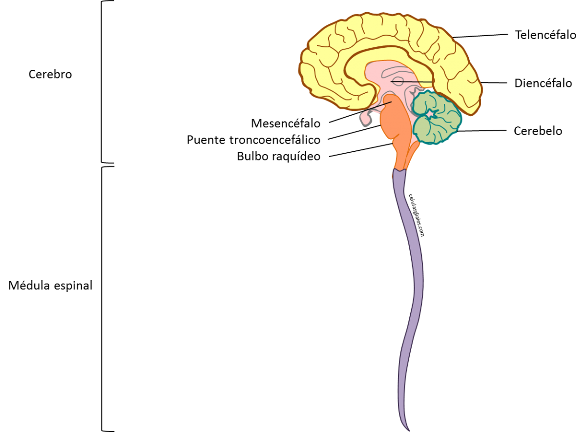 "Relación entre el Sistema Nervioso y Reproductivo"