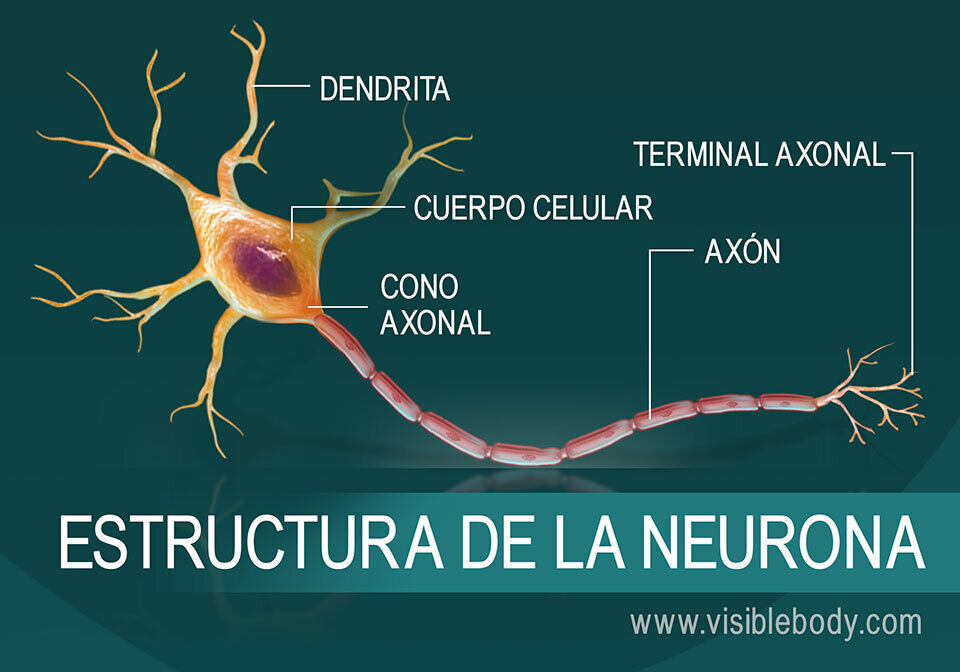 "Relación entre el Sistema Nervioso y Reproductivo"