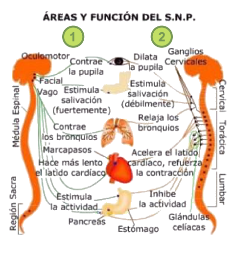 "Relación entre el Sistema Nervioso y Reproductivo"