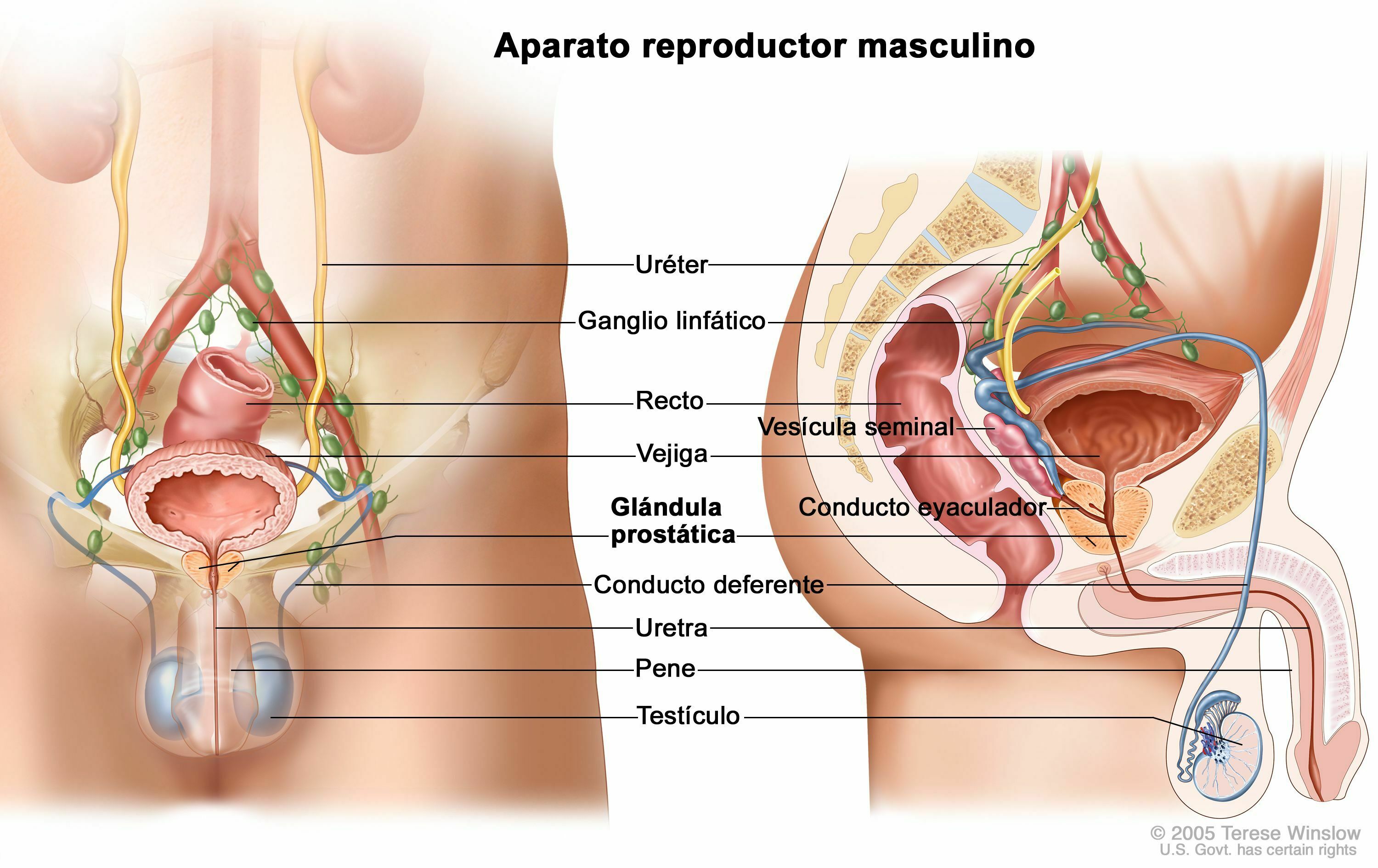 "Relación entre el Sistema Nervioso y Reproductivo"