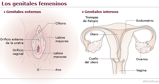 "Relación entre el Sistema Nervioso y Reproductivo"