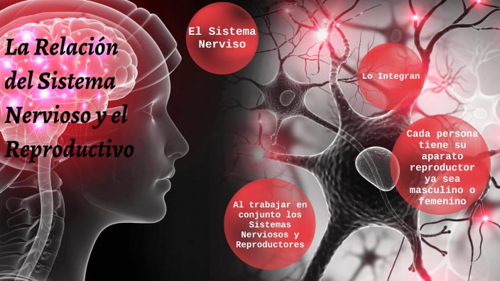 Sistema Nervioso y productivo