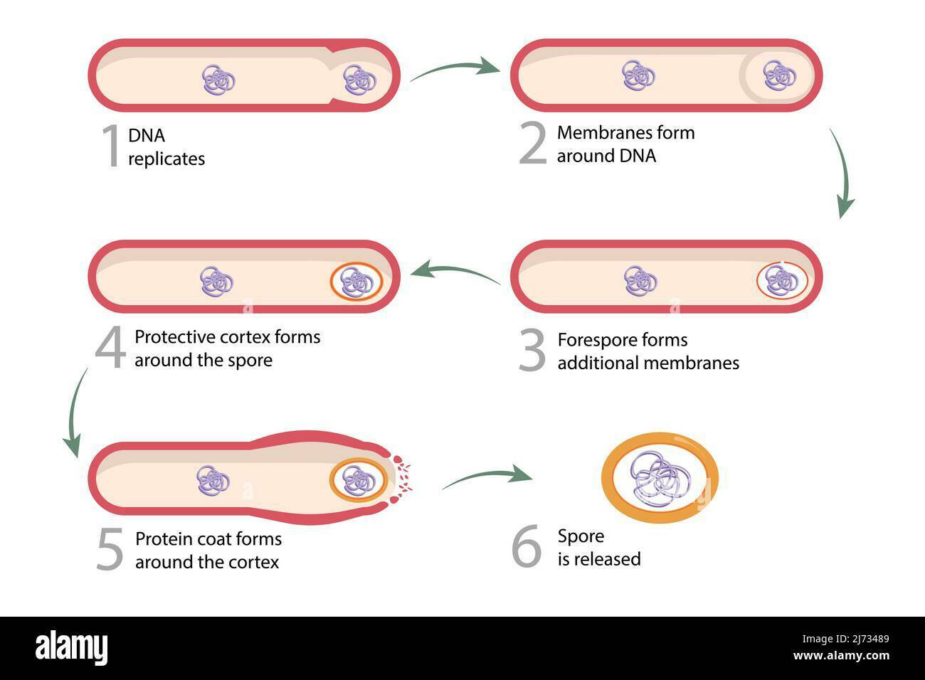IDENTIFICACIÓN DE BACILOS GRAM POSITIVOS (+)