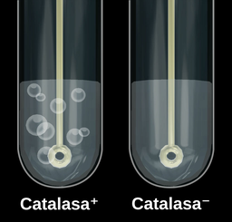 IDENTIFICACIÓN DE BACILOS GRAM POSITIVOS (+)