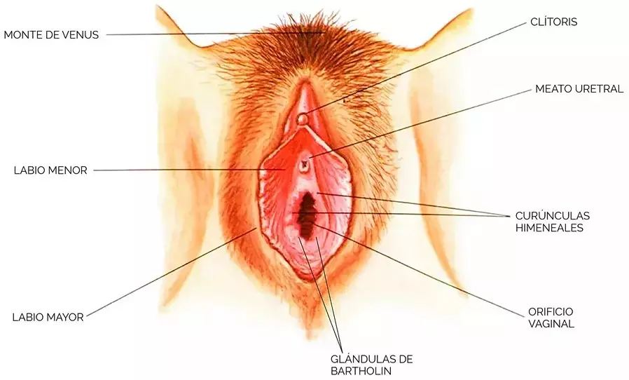 Yolanda Jimenez Castillo - M16C3G30-040 A.V Dr. Jovanny Gaspar Palomo Couch