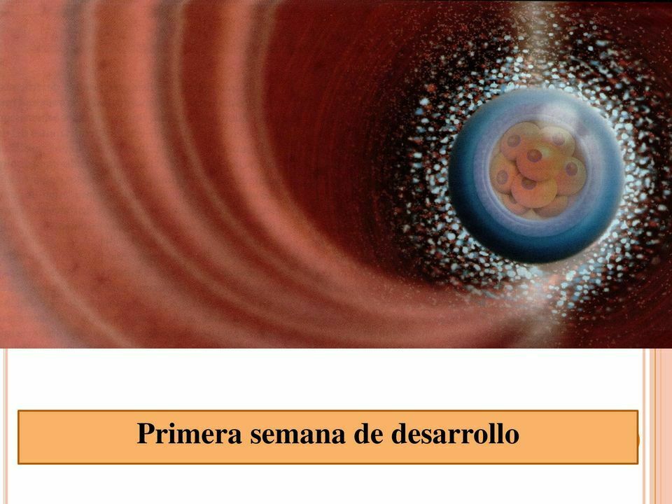 ¿Cuáles son consideradas características cualitativas dentro de la primera semana?