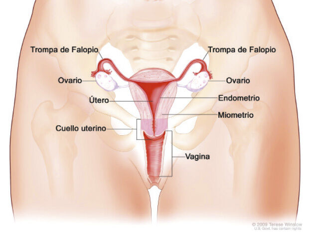 Actividad integradora 5. Sistema nervioso y reproductivo