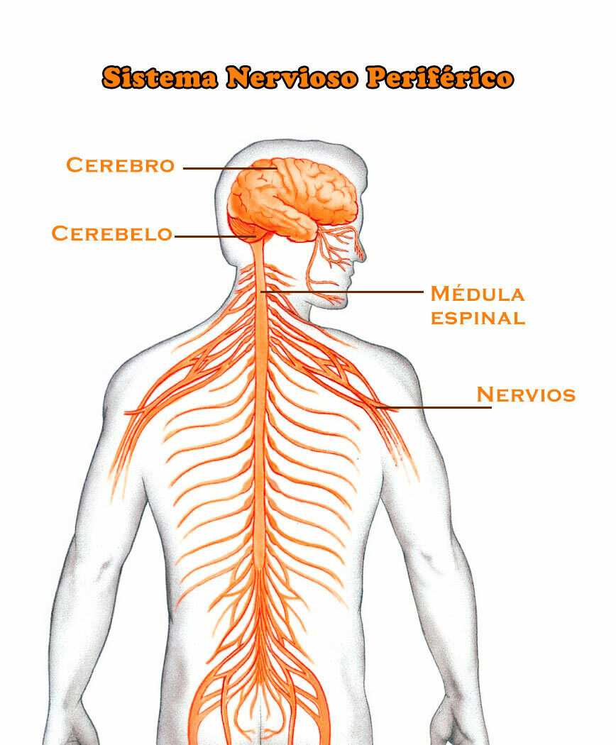 Actividad integradora 5. Sistema nervioso y reproductivo