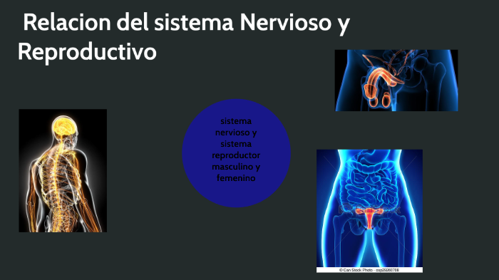 Actividad integradora 5. Sistema nervioso y reproductivo
