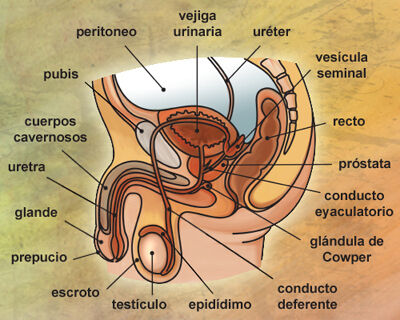La conexión mente-cuerpo_MarthaTolentinoTenango_M16C3G32-029_JeffreyGargalloEstrada