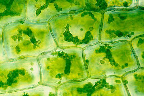 Cells are the building blocks of life.