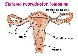 sistemas nervioso y reproductivo