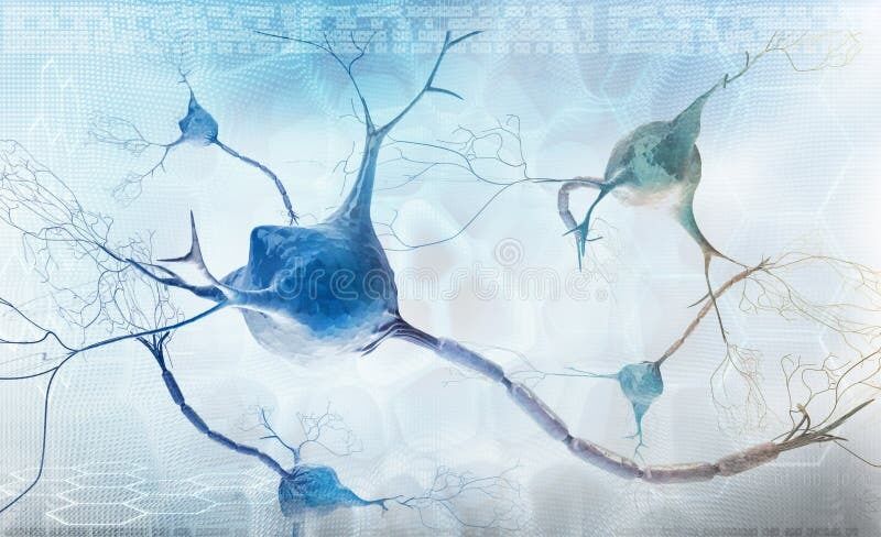 Relación entre el Sistema Nervioso y el Sistema Reproductivo