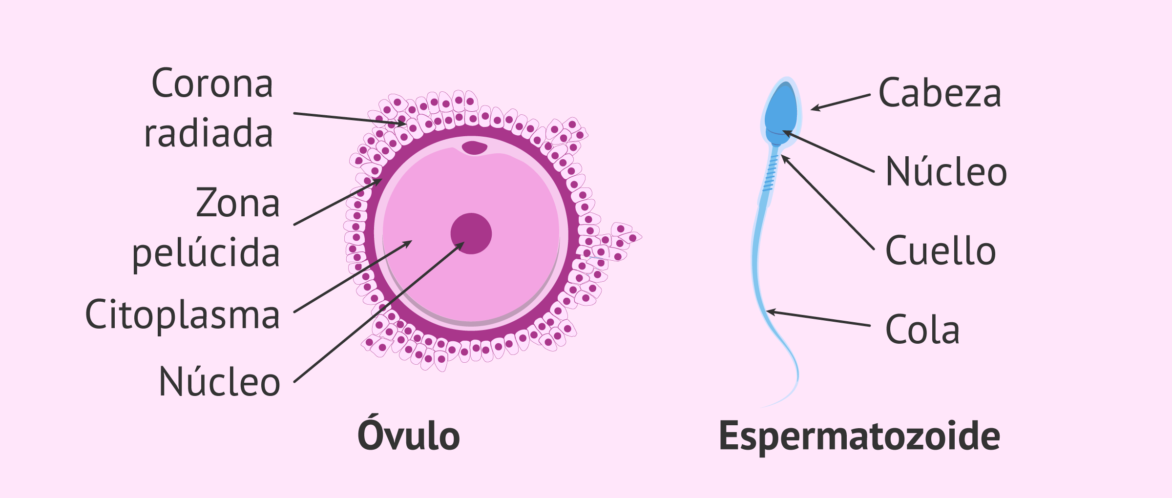 Relación entre el Sistema Nervioso y el Sistema Reproductivo