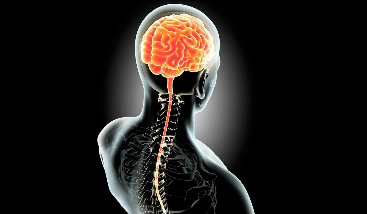 Sistema Nervioso y Sistema Reproductor