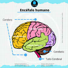 Sistema Nervioso y Sistema Reproductor