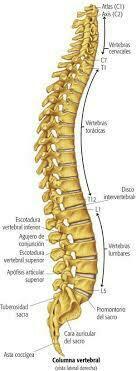 Sistema Nervioso y Sistema Reproductor