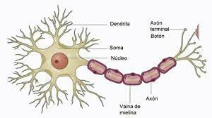 Sistema Nervioso y Sistema Reproductor