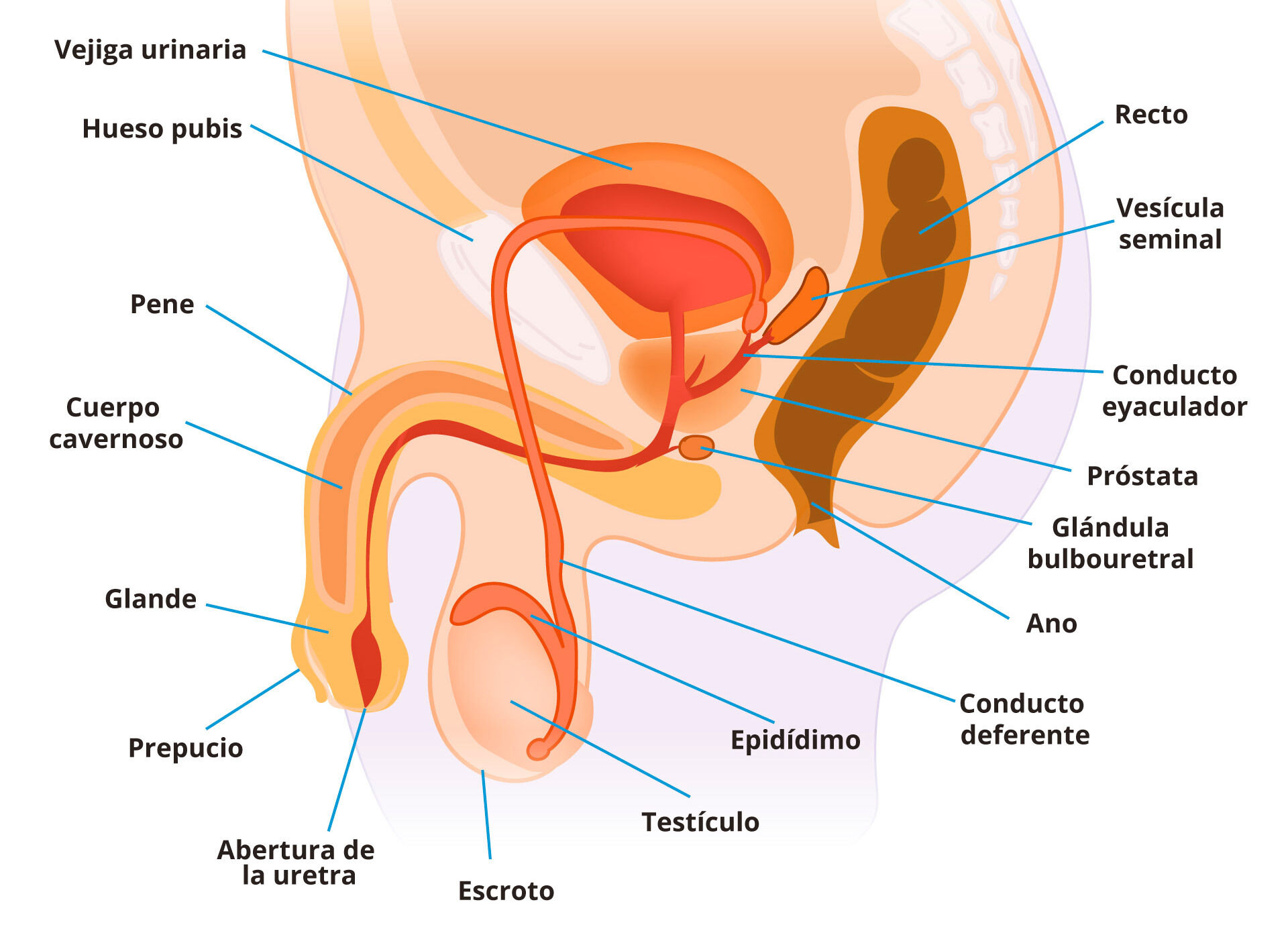 El sistema nervioso y reproductivo y su relación.