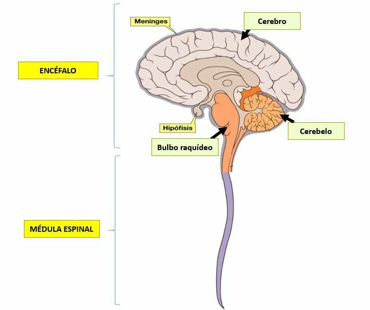 El sistema nervioso y reproductivo y su relación.