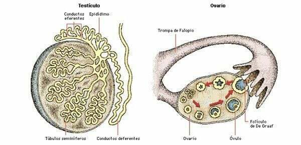 Sistema Nervioso y Sistema Reproductor