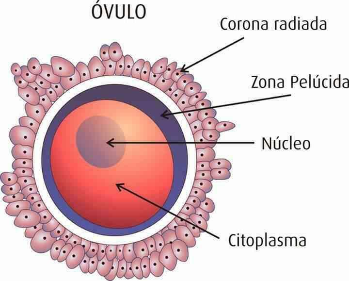 Sistema Nervioso y Sistema Reproductor