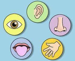 Sistema Nervioso y Sistema Reproductor