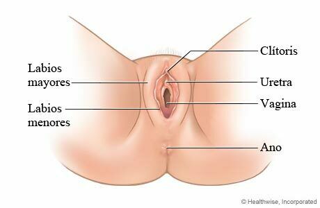 Sistema Nervioso y Sistema Reproductor