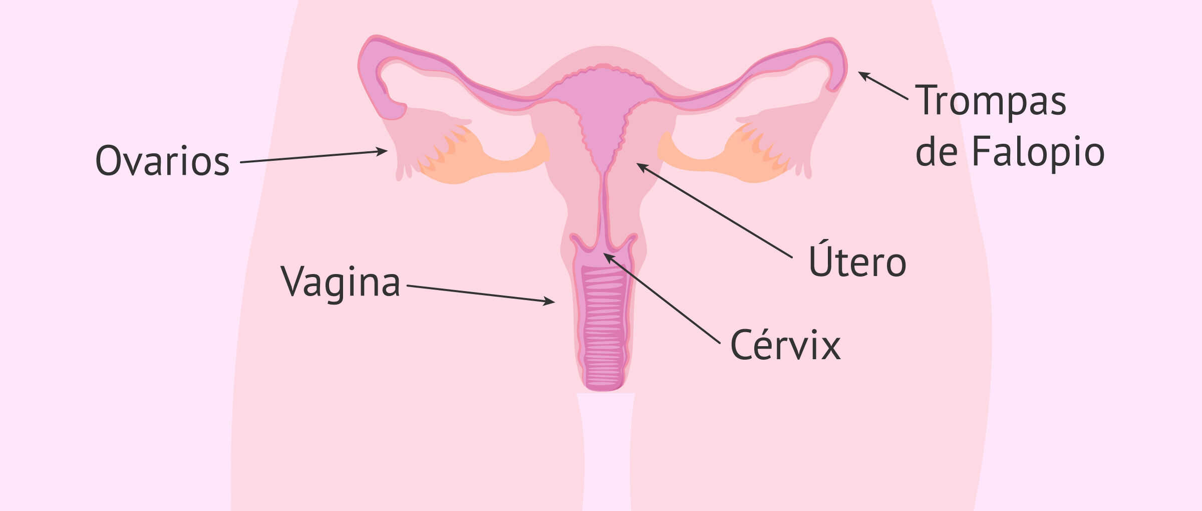 Sistema Nervioso y Sistema Reproductor