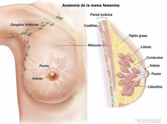 Sistema Nervioso y Sistema Reproductor