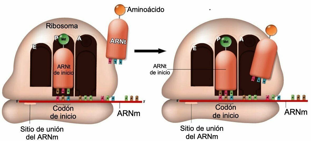 Cáncer y regulación del ciclo celular