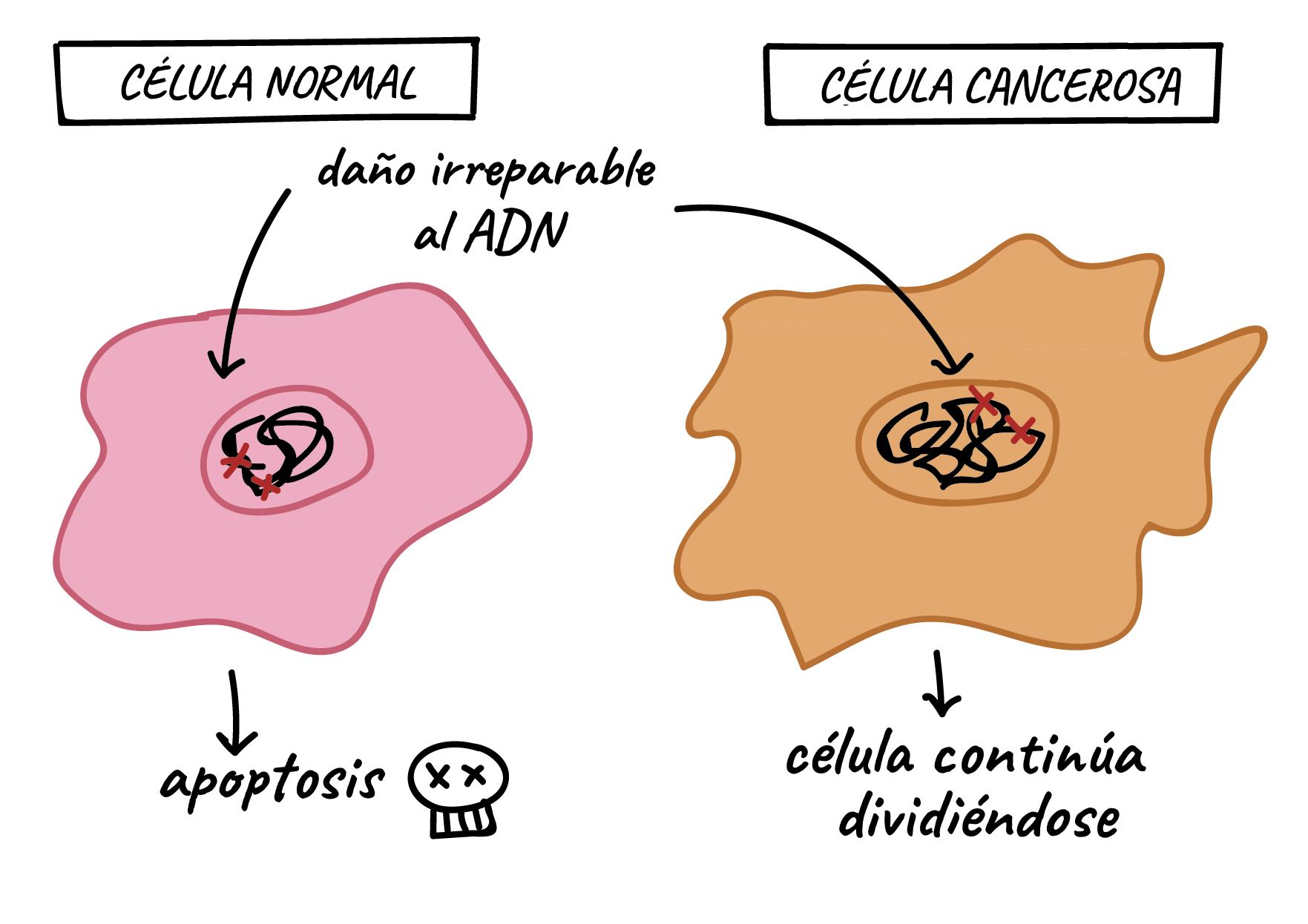 Cáncer y regulación del ciclo celular