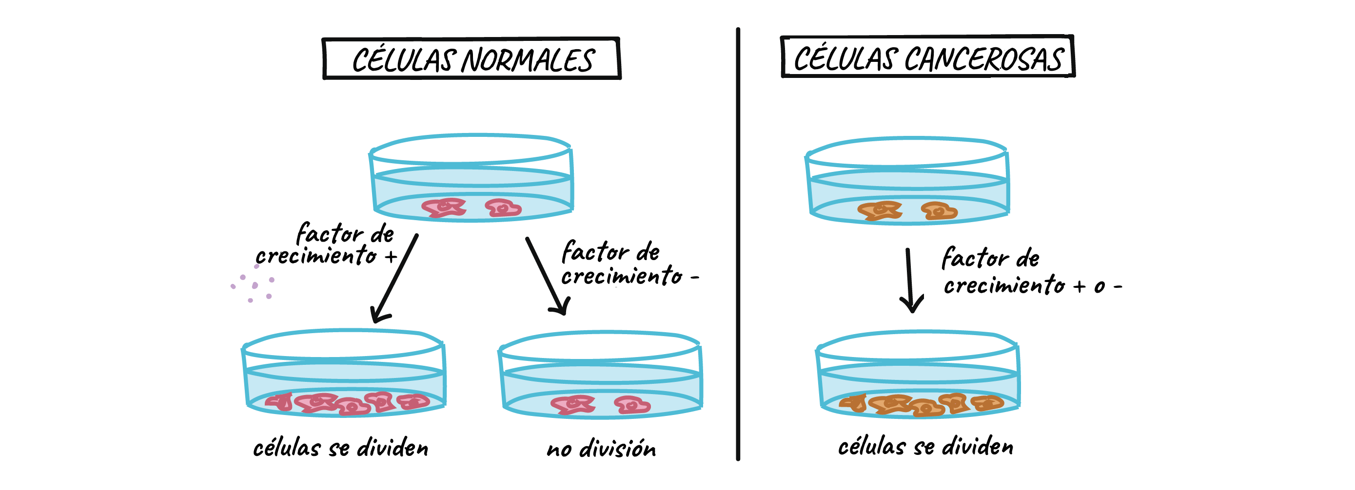 Cáncer y regulación del ciclo celular