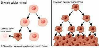 Cáncer y regulación del ciclo celular