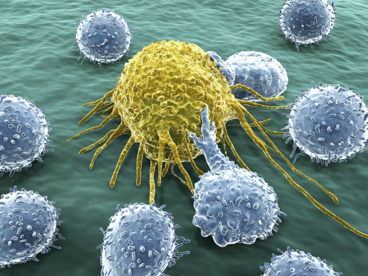 Cáncer y regulación del ciclo celular
