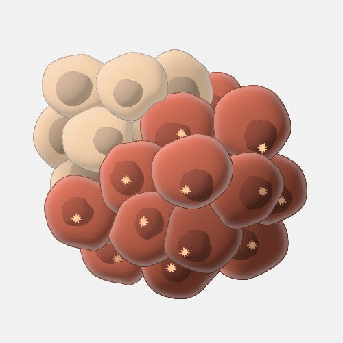 Cáncer y regulación del ciclo celular