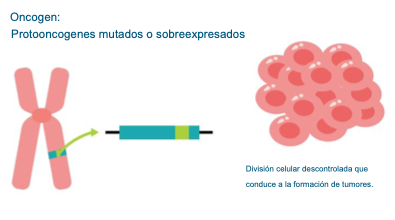 Cáncer y regulación del ciclo celular