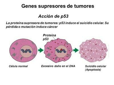 Cáncer y regulación del ciclo celular
