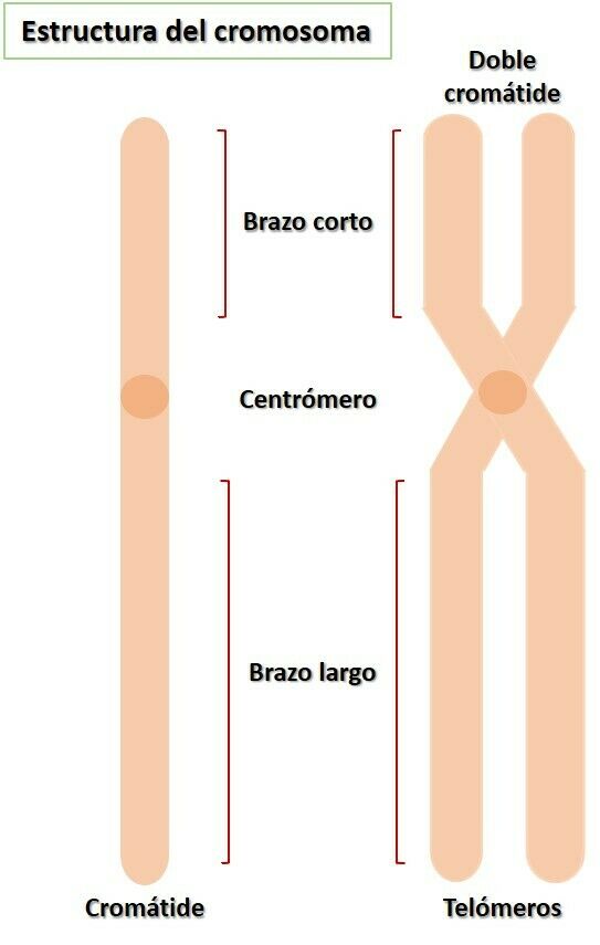 Cáncer y regulación del ciclo celular