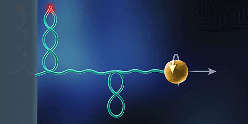 Cáncer y regulación del ciclo celular