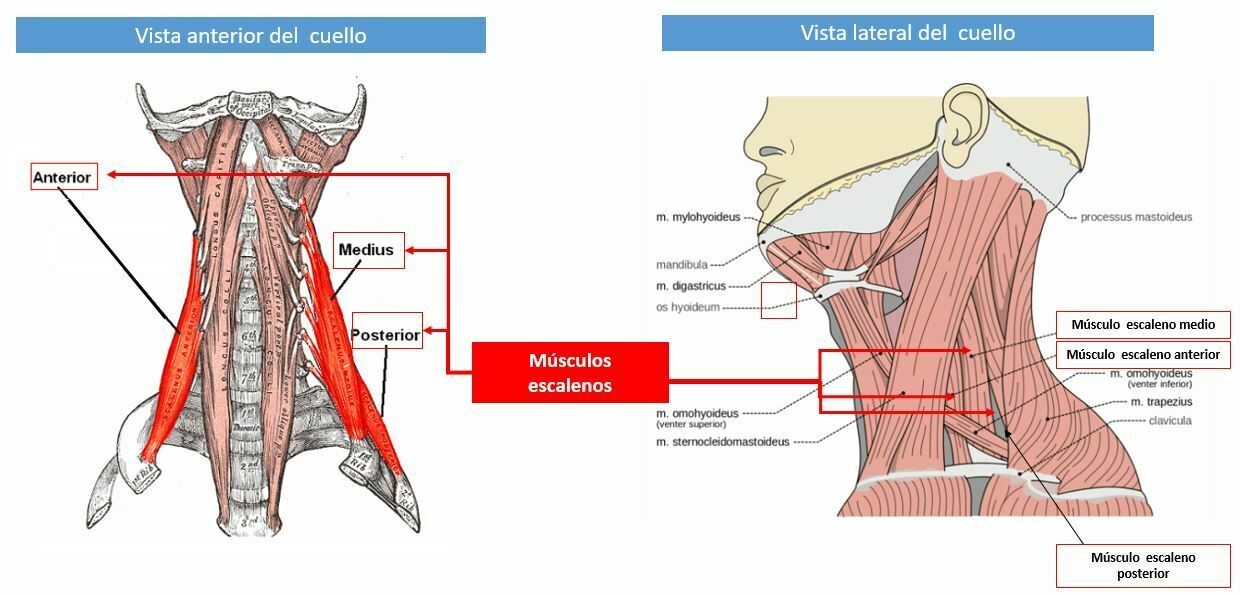Miología y Osteología del cuello- Juan Arevalo- Primer semestre