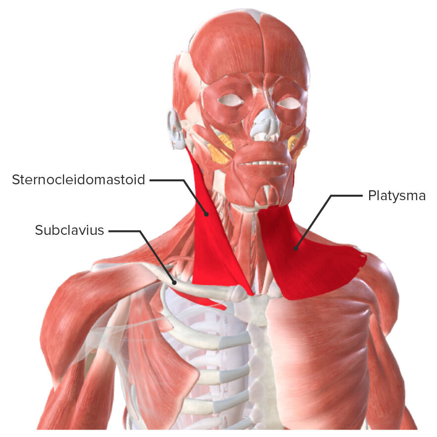 Miología y Osteología del cuello- Juan Arevalo- Primer semestre