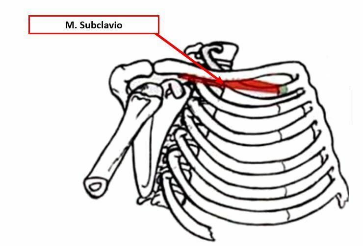 Miología y Osteología del cuello- Juan Arevalo- Primer semestre