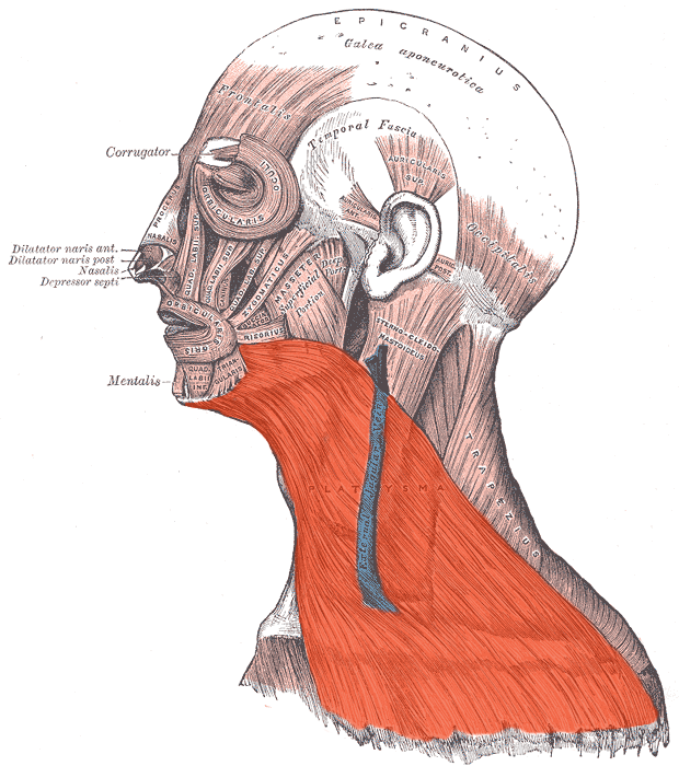 Miología y Osteología del cuello- Juan Arevalo- Primer semestre
