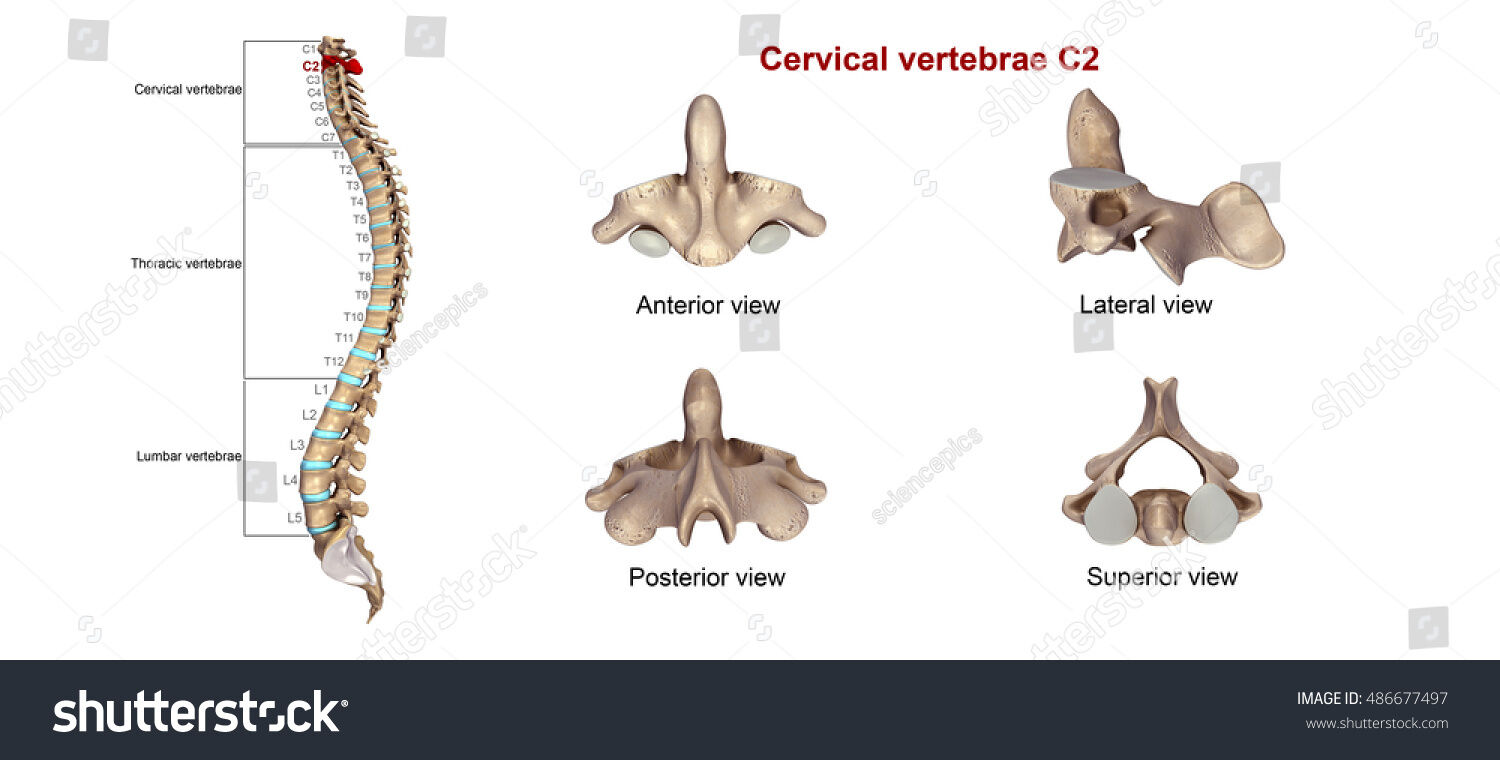 OSTEOMUSCULAR DEL CUELLO