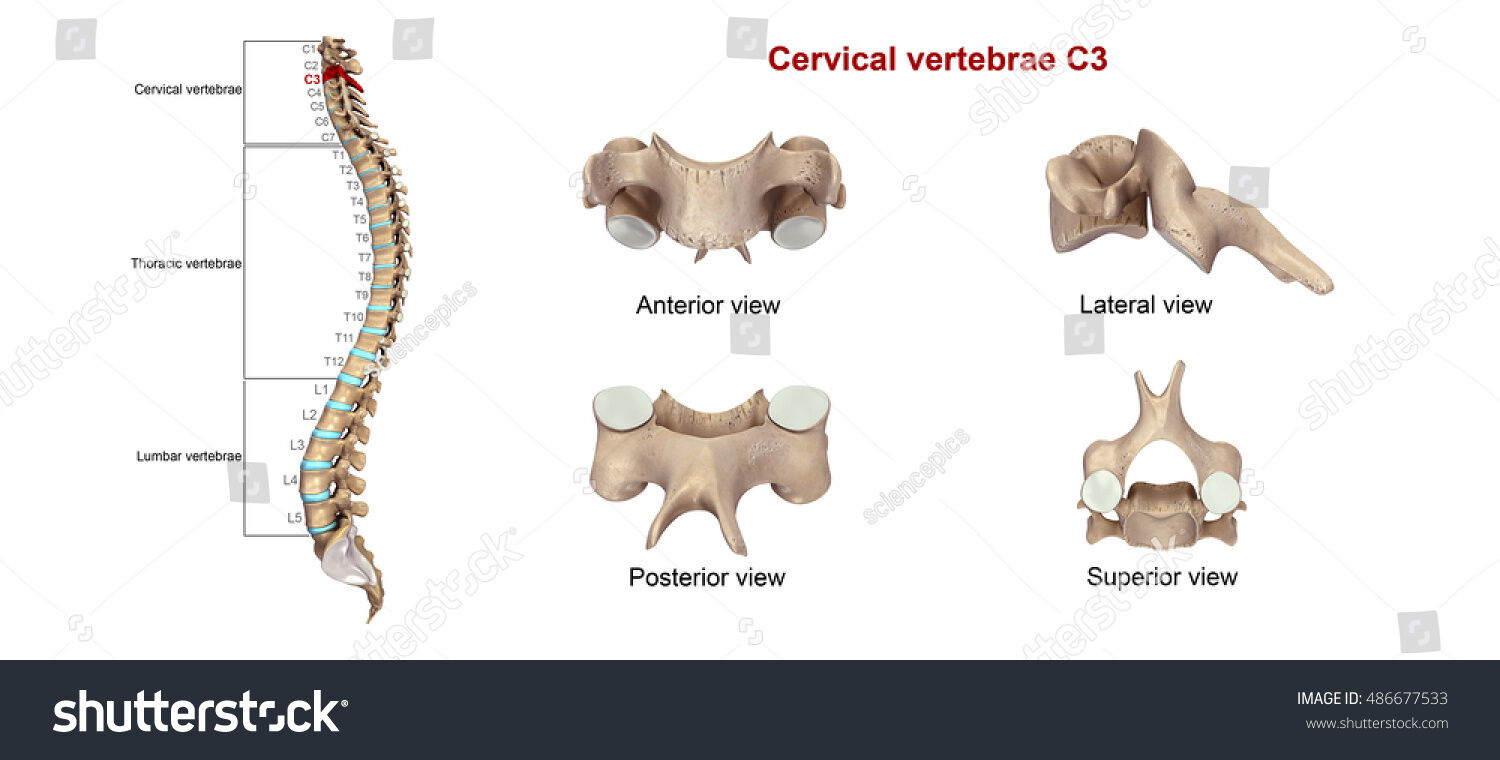 OSTEOMUSCULAR DEL CUELLO
