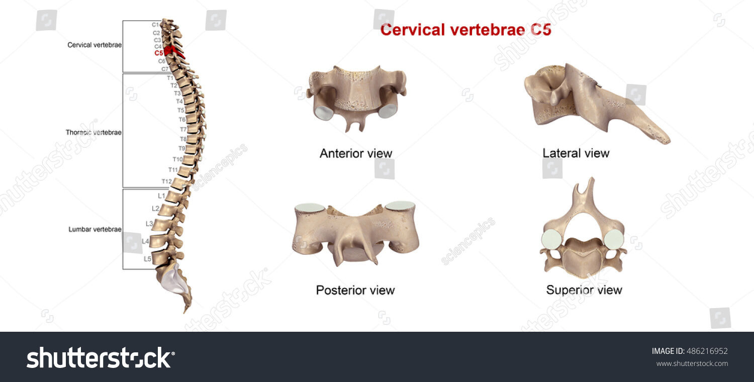 OSTEOMUSCULAR DEL CUELLO
